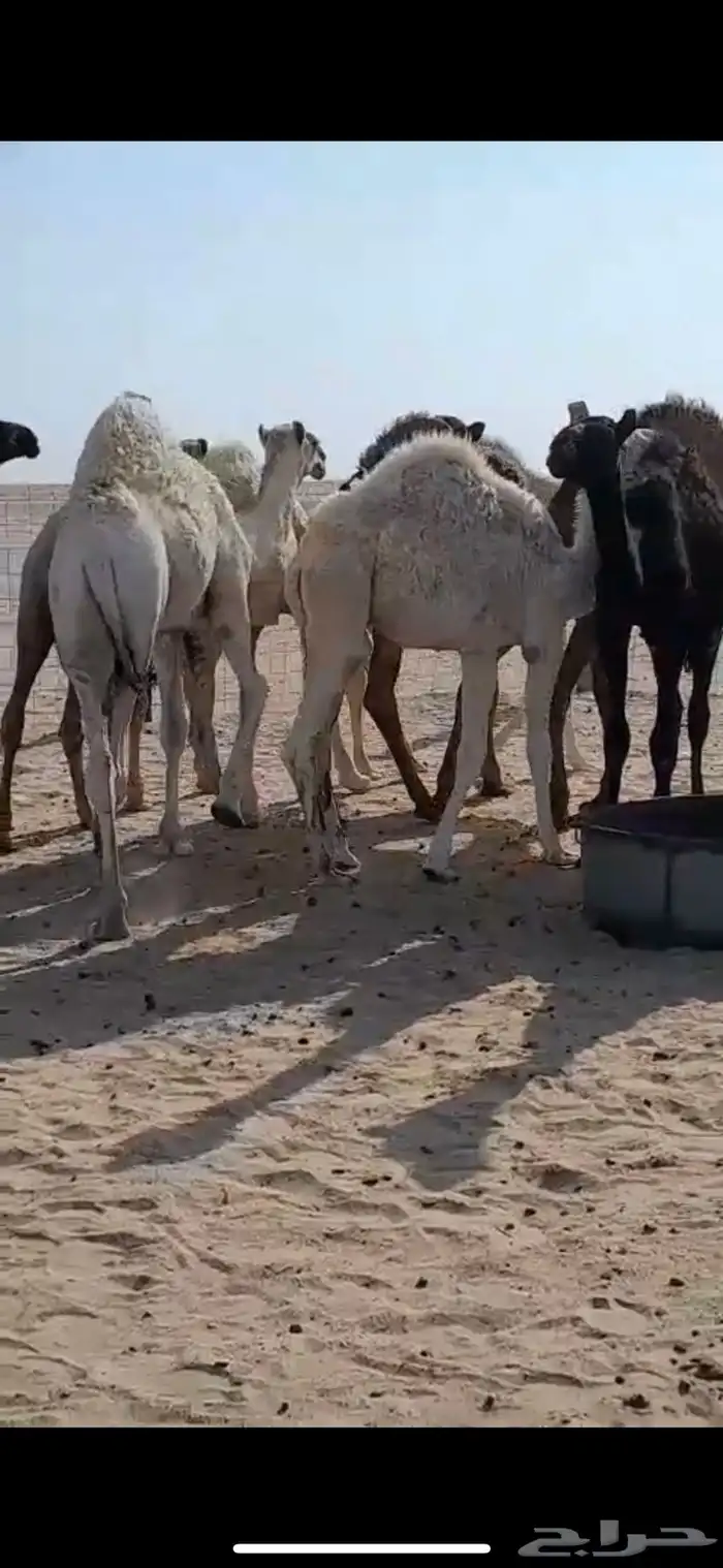حشو للبيع 3