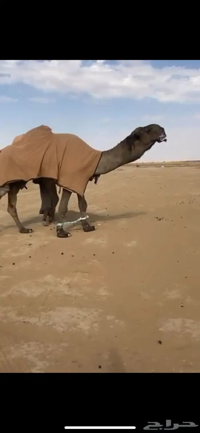 للبيع البعير الكفو المنتج انتاج قوي 1