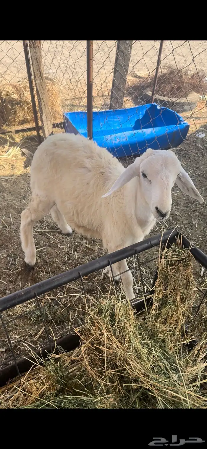 طلي حري تم البيع 2