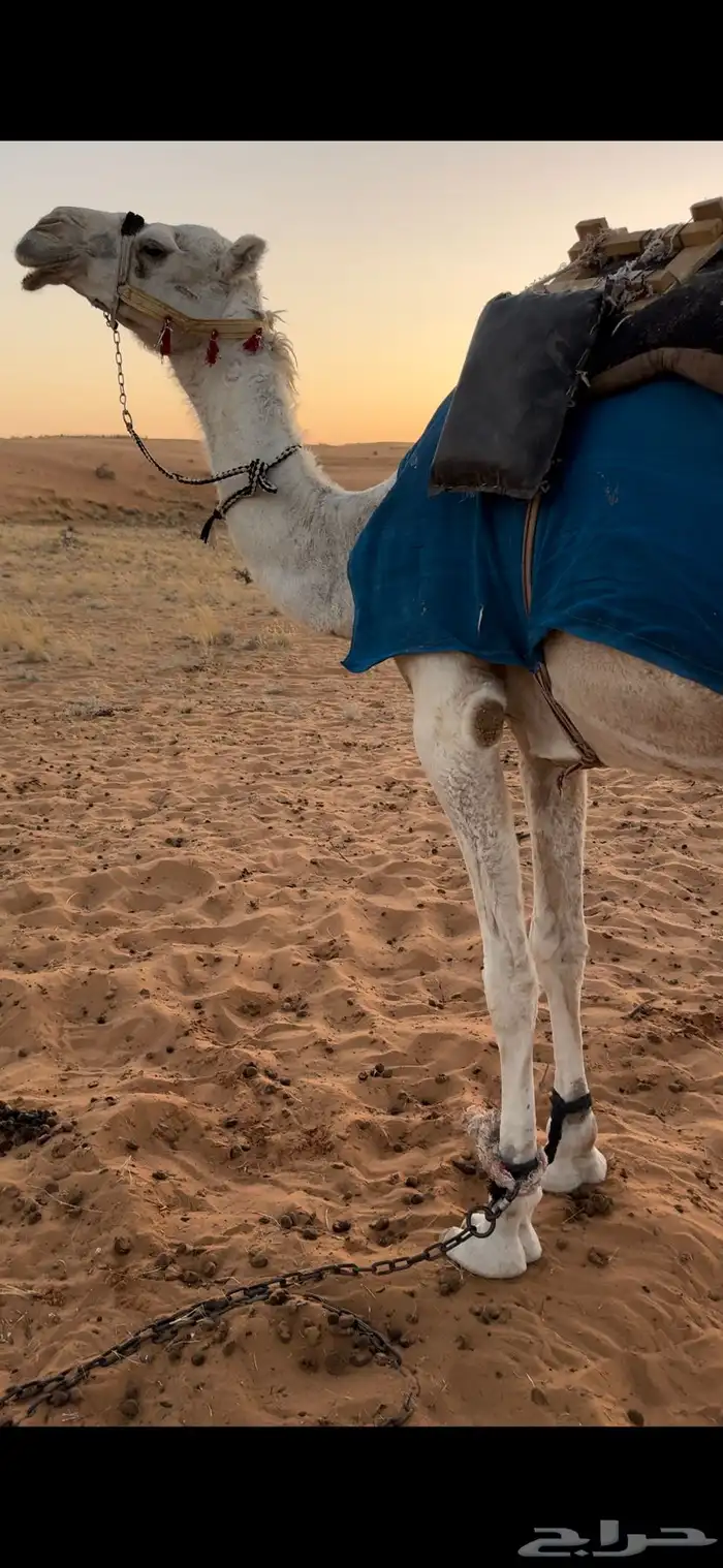 رحول ابل وضحاا 1