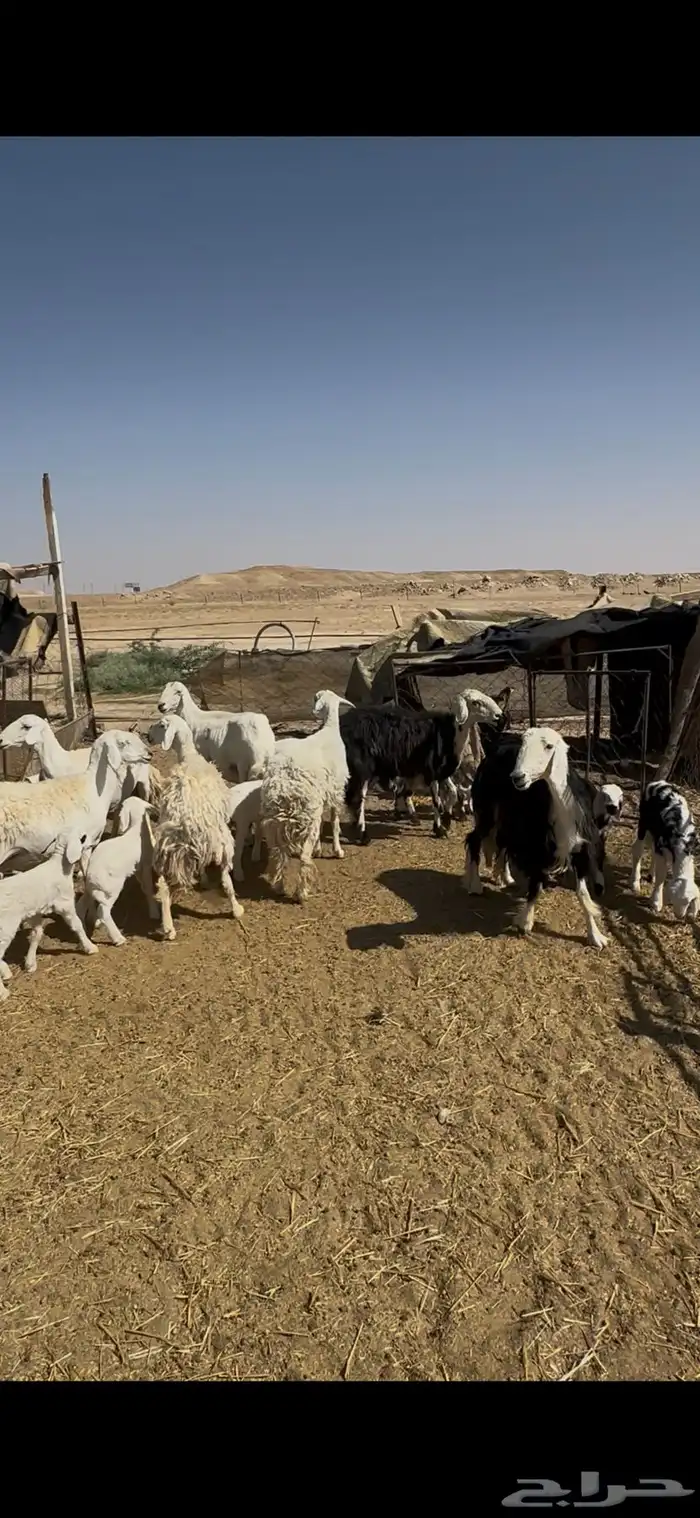 شياة غنم حريات نجد متابيع مقاني وليد 3
