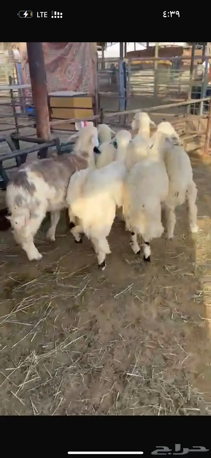 طليان طيبه 1