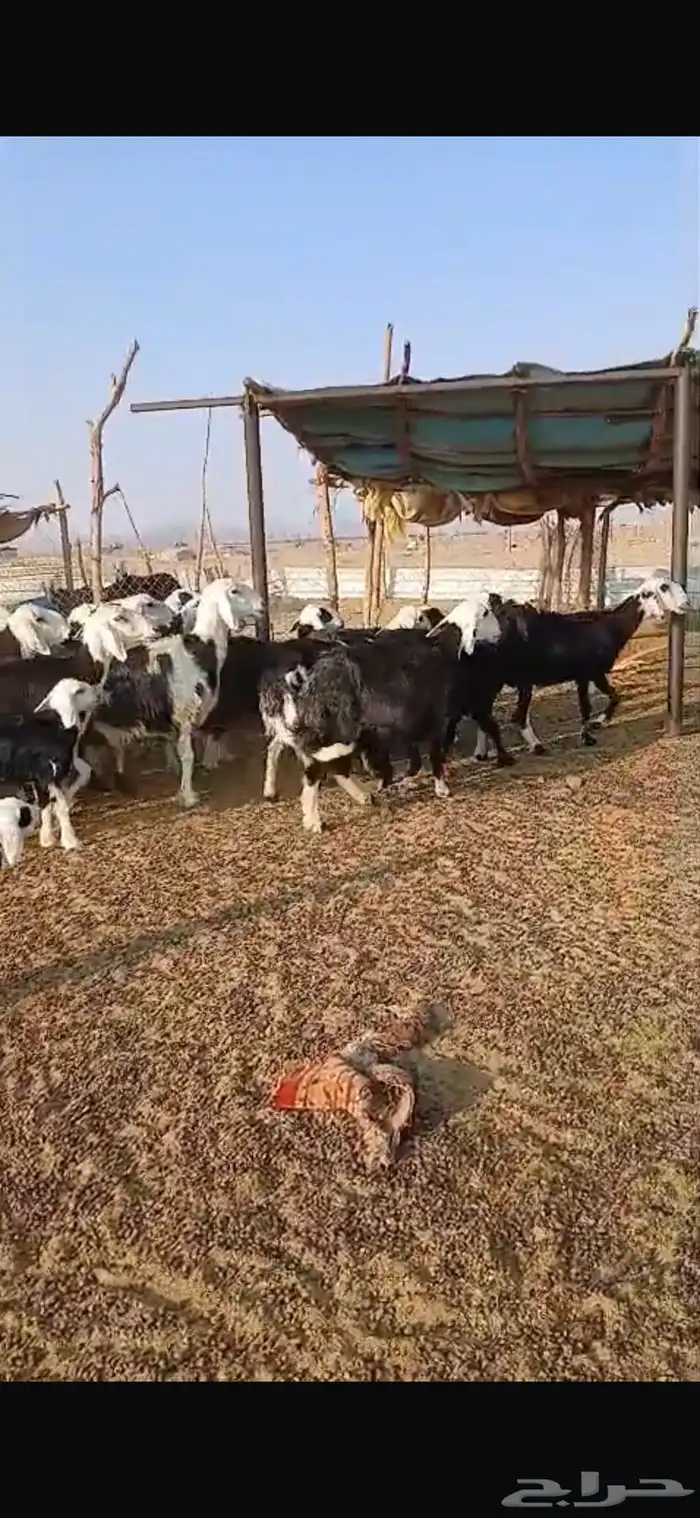 نجران 4