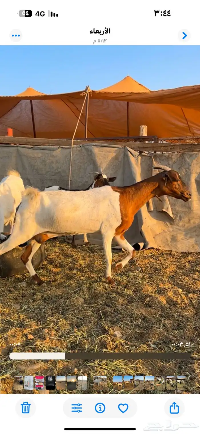 للبيع معزا دفيع 1
