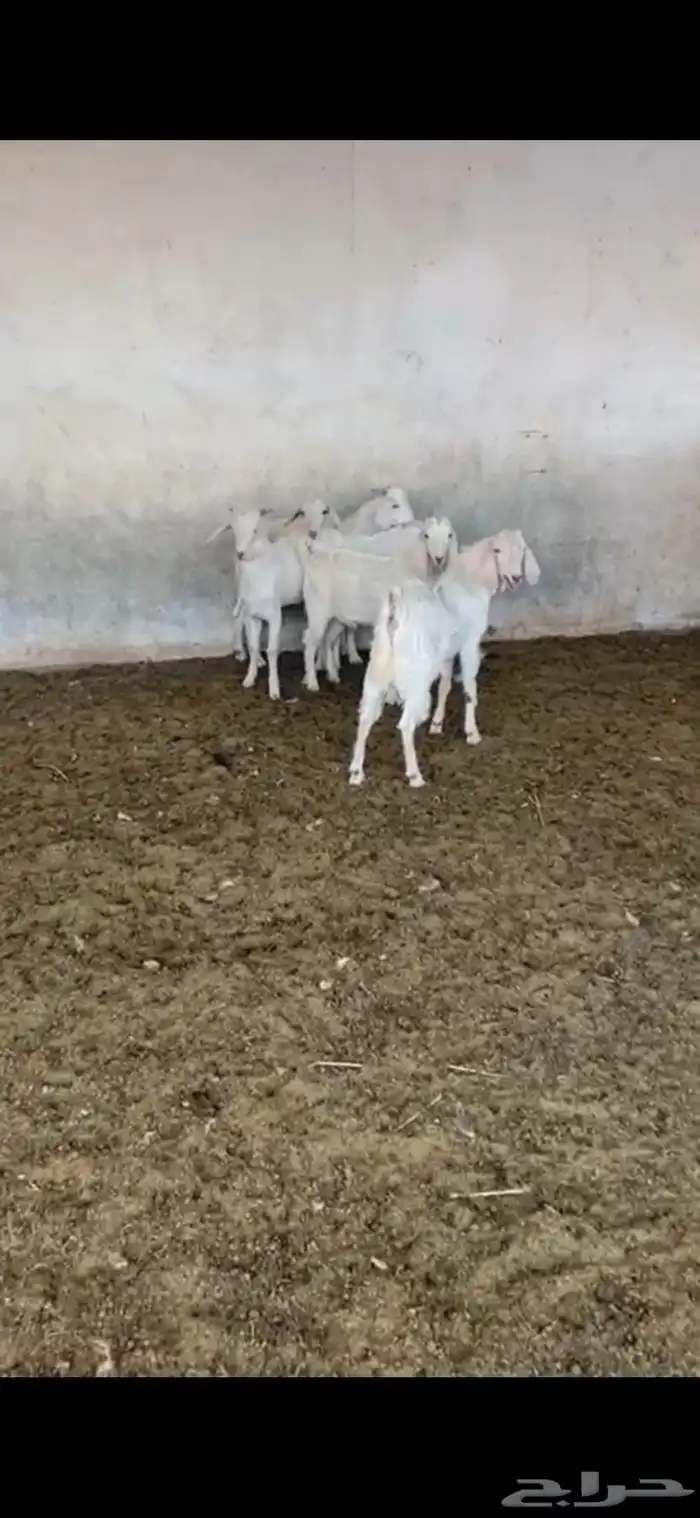 تيوس شرط للبيع جملة وقطاعي 1