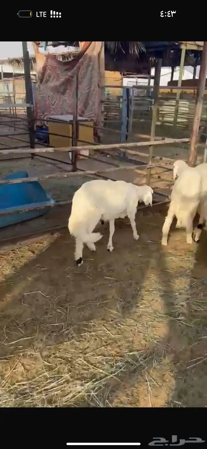 طليان طيبه 4