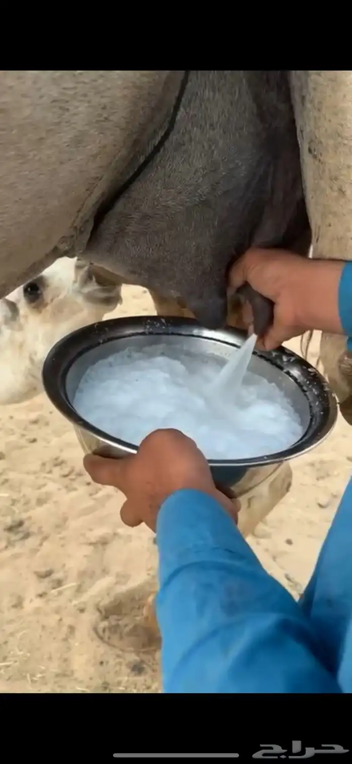 خلفه اركه 5