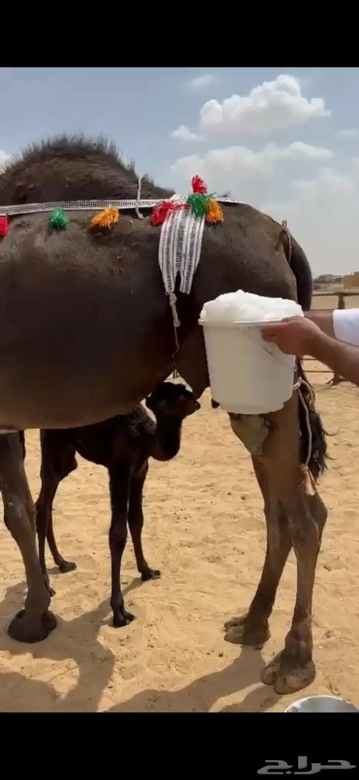 للبيع بكر فوق الكفو 0