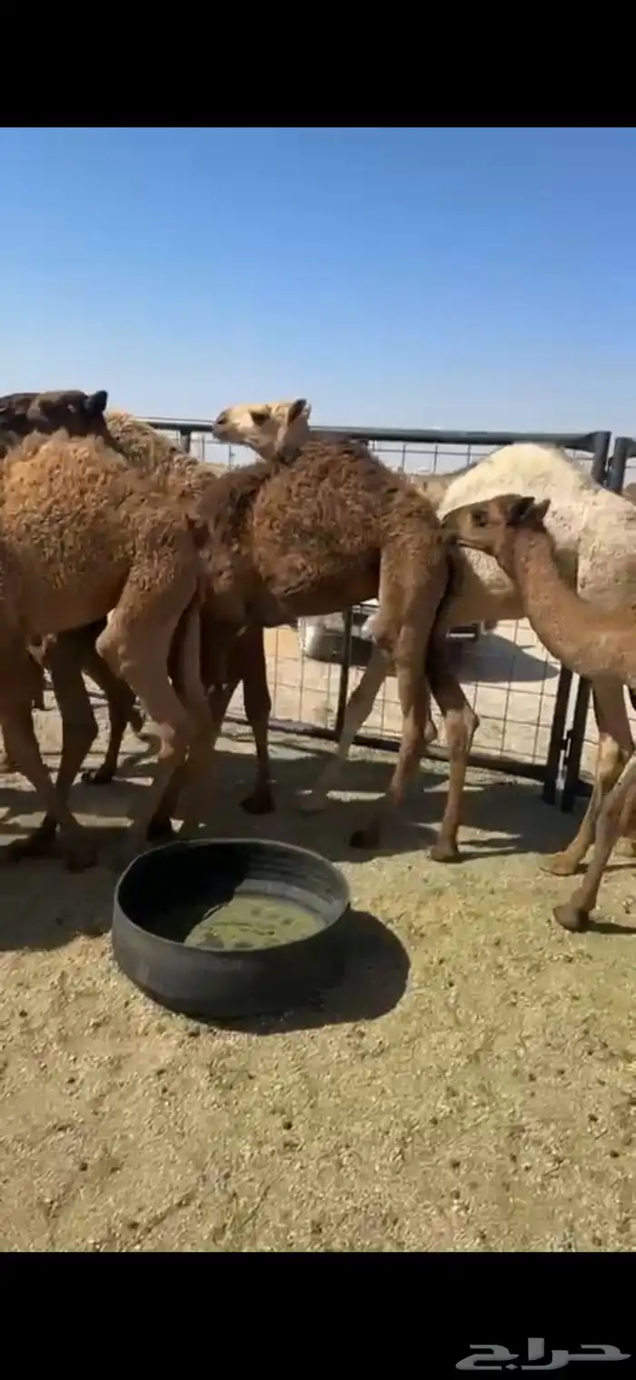 للبيع حشو قصب 0