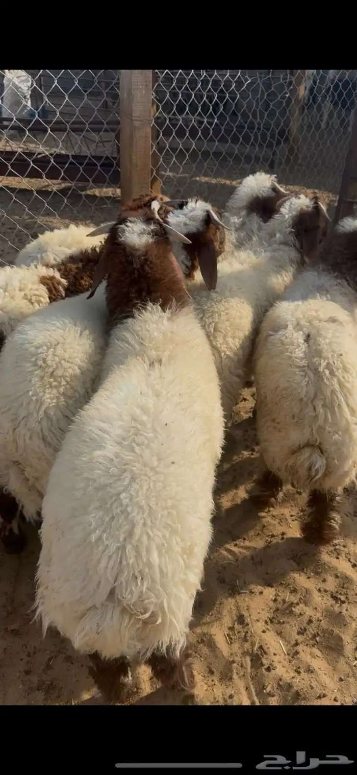 ذبايح نعيم بلدي خرفان 2
