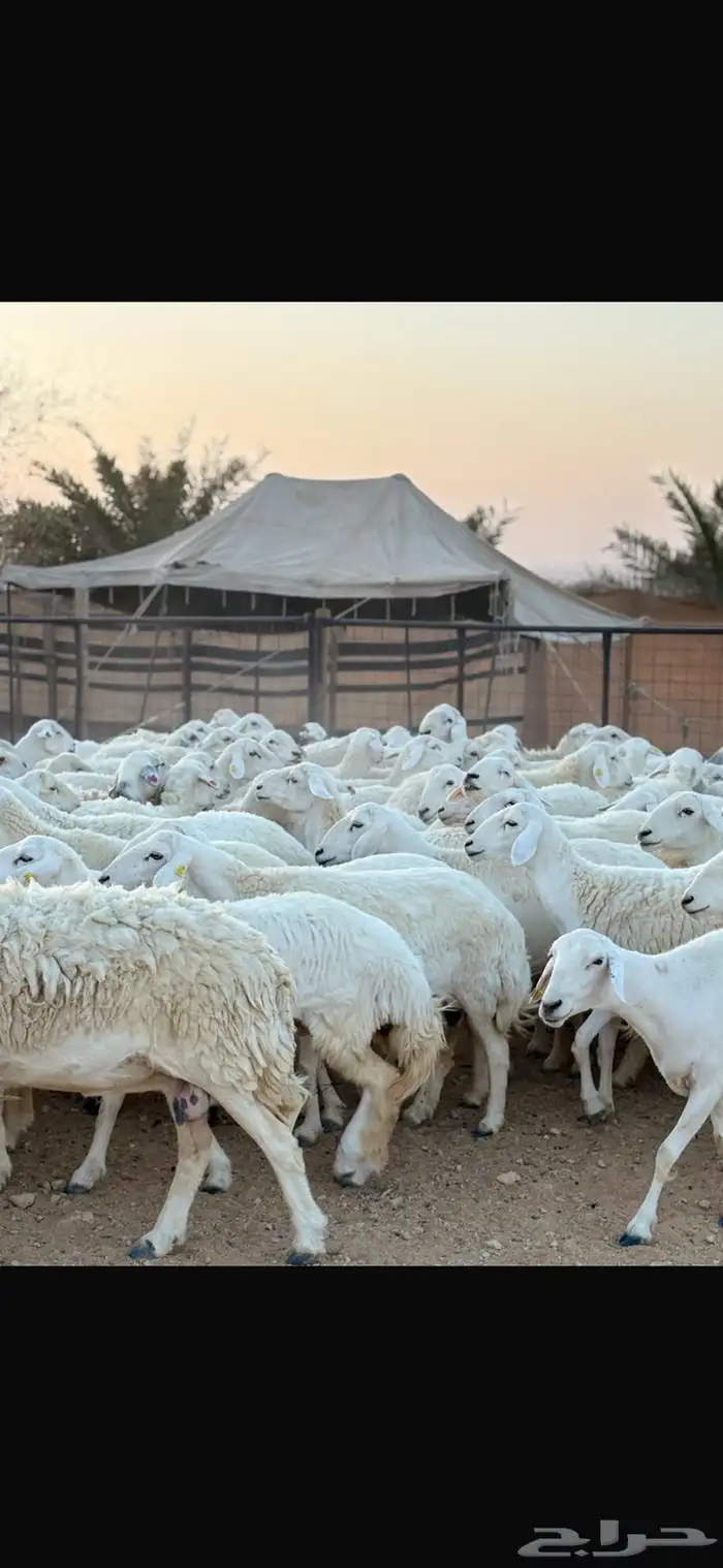 للبيع حريات حرش صنف 114 تحتها 24 6