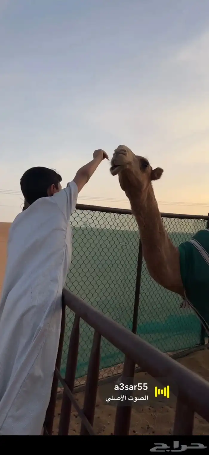 قعود طيب 0