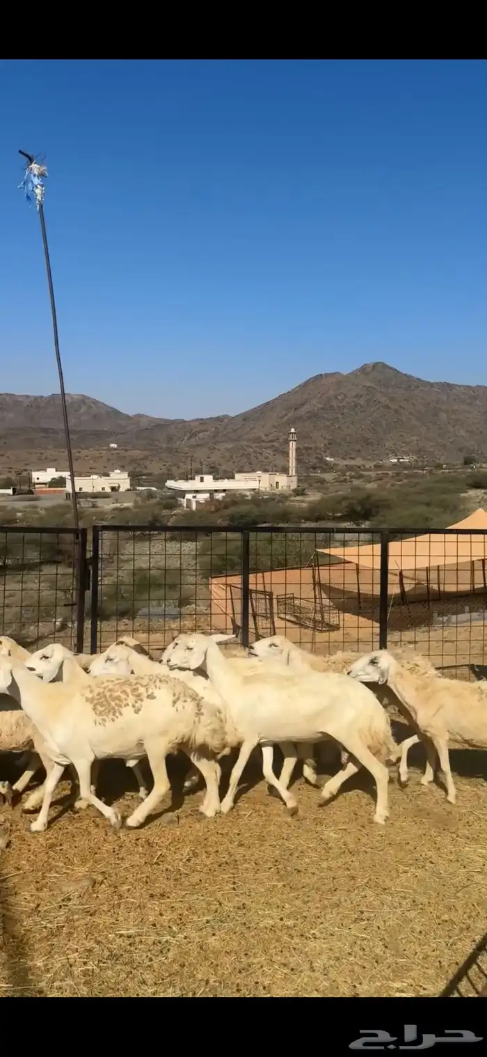 غنم مقاني 0