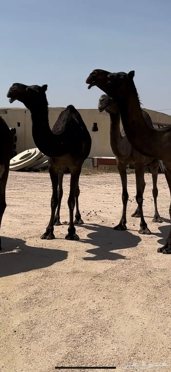 5 ضرايب مجاهيم 6