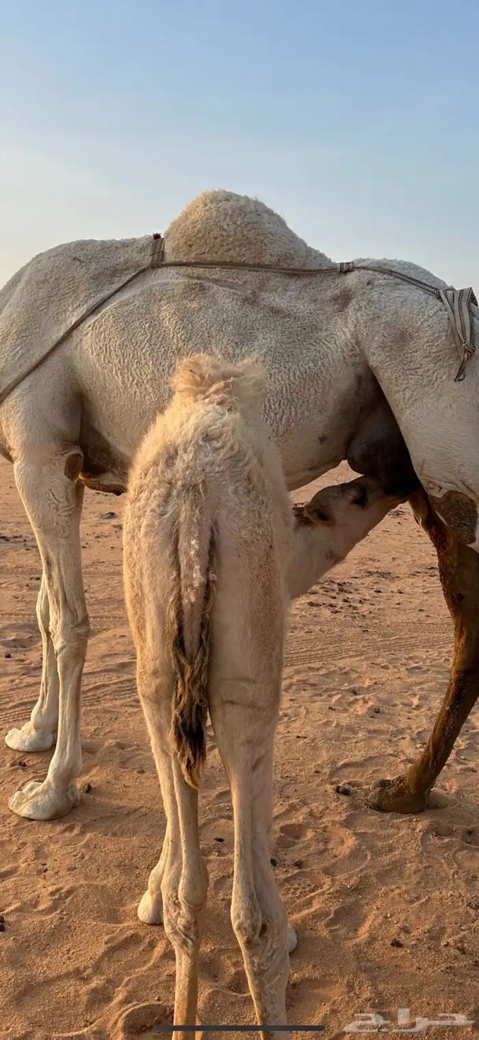 حاشي قصب على حليب امه 0