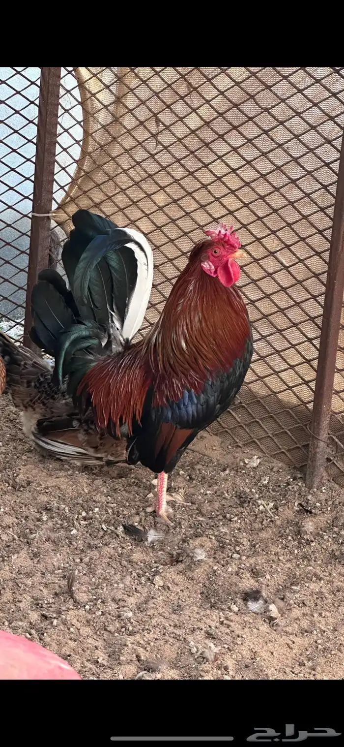 دجاج 3