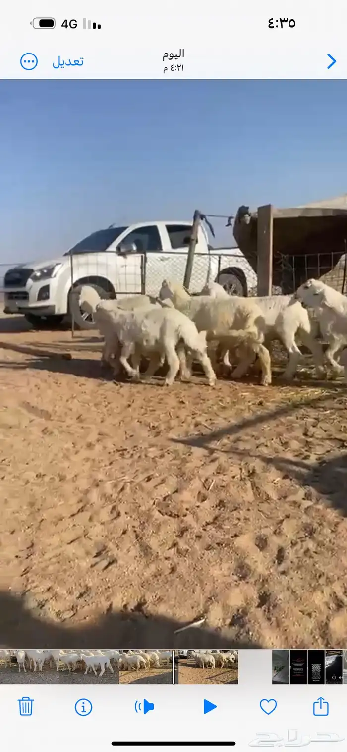 للبيع 1