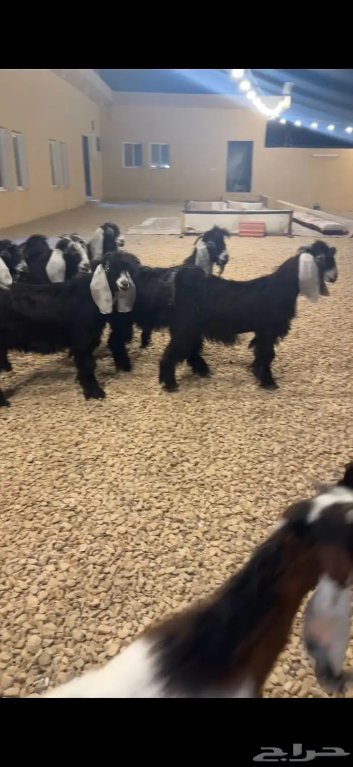 تيوس وجفار مندي ( تم البيع ) 0