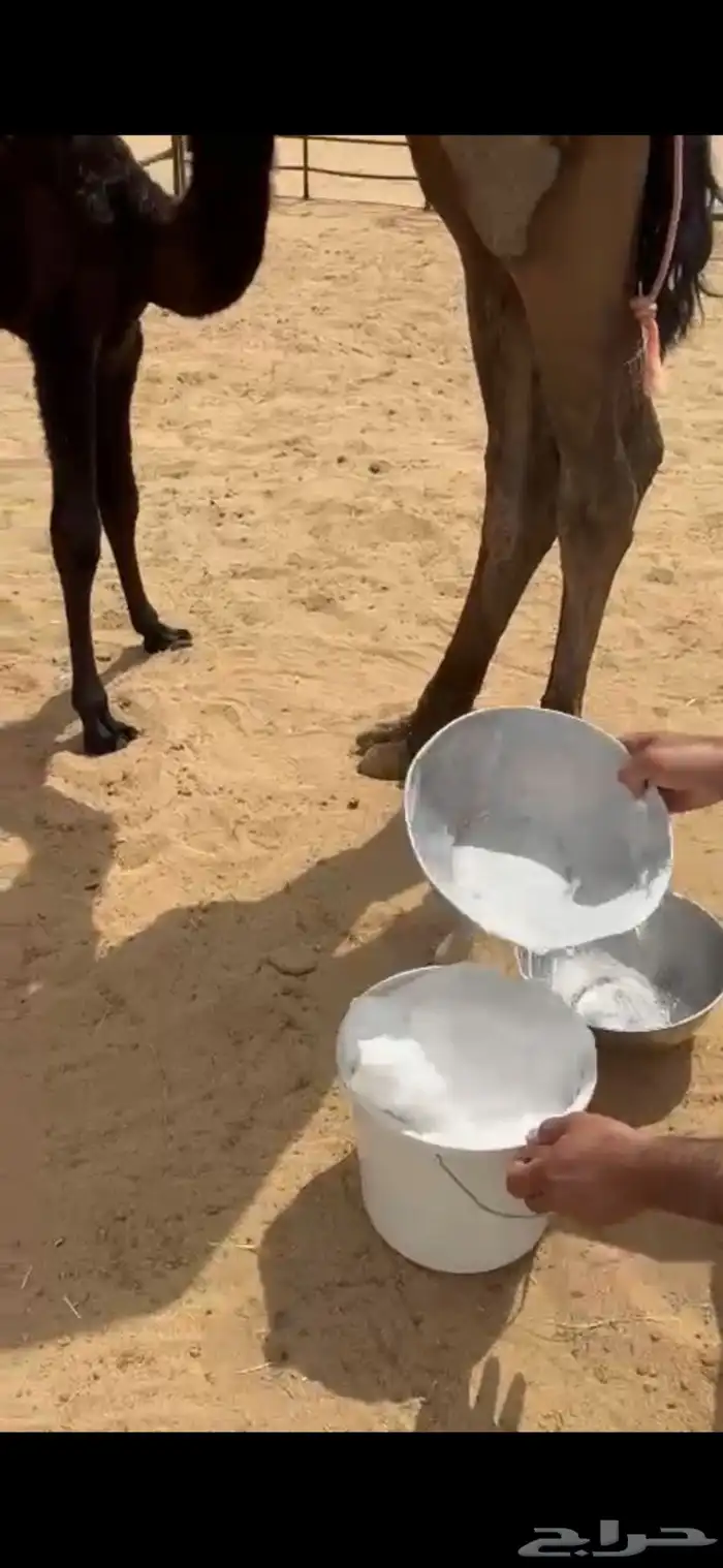للبيع بكر فوق الكفو 1