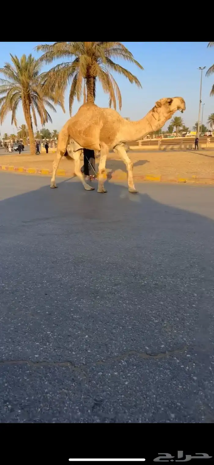 بعير 1
