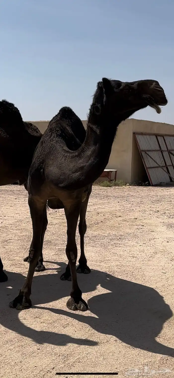5 ضرايب مجاهيم 2