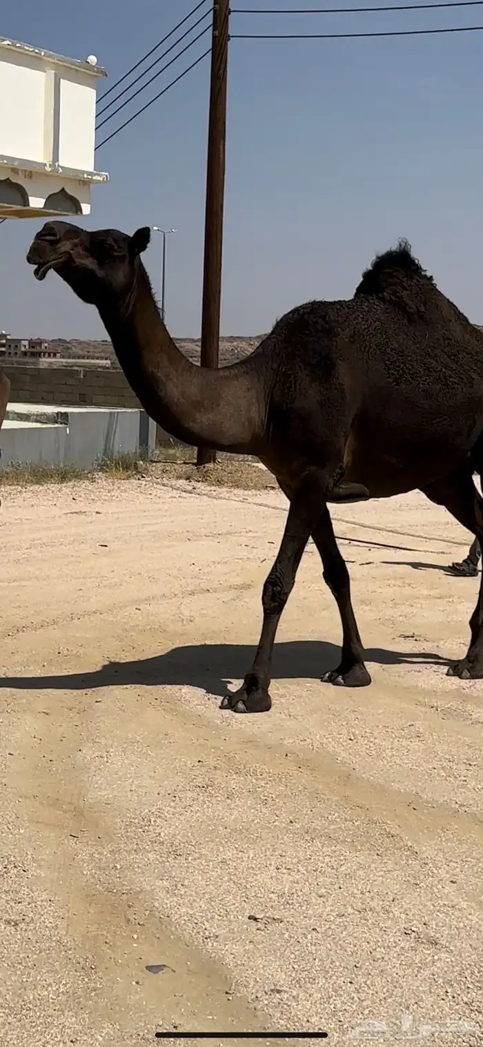 5 ضرايب مجاهيم 5