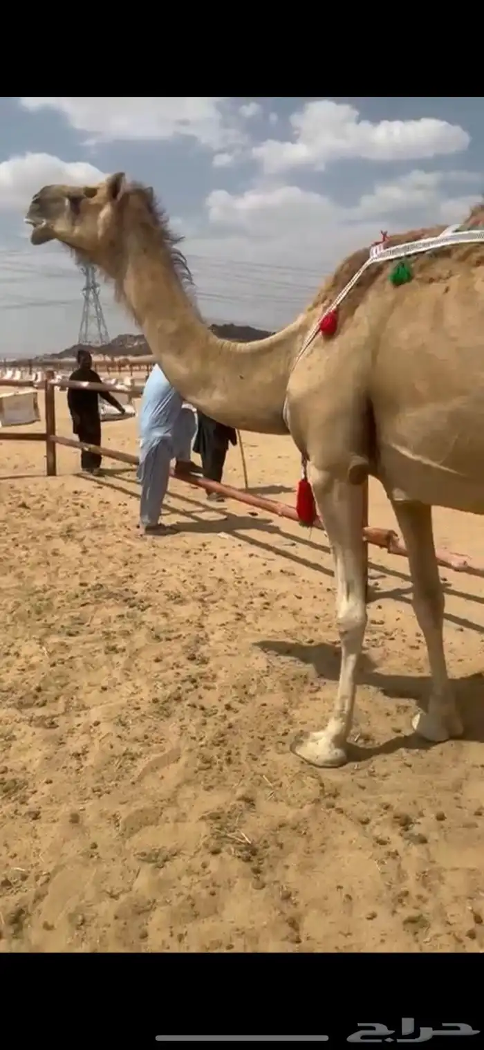 خلفه اركه 2