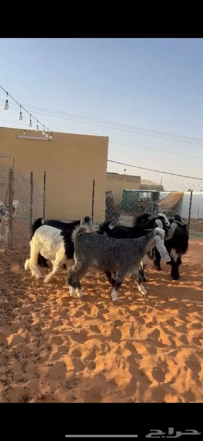 تيوس وجفار عوارض 0