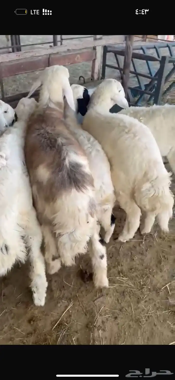 طليان طيبه 7