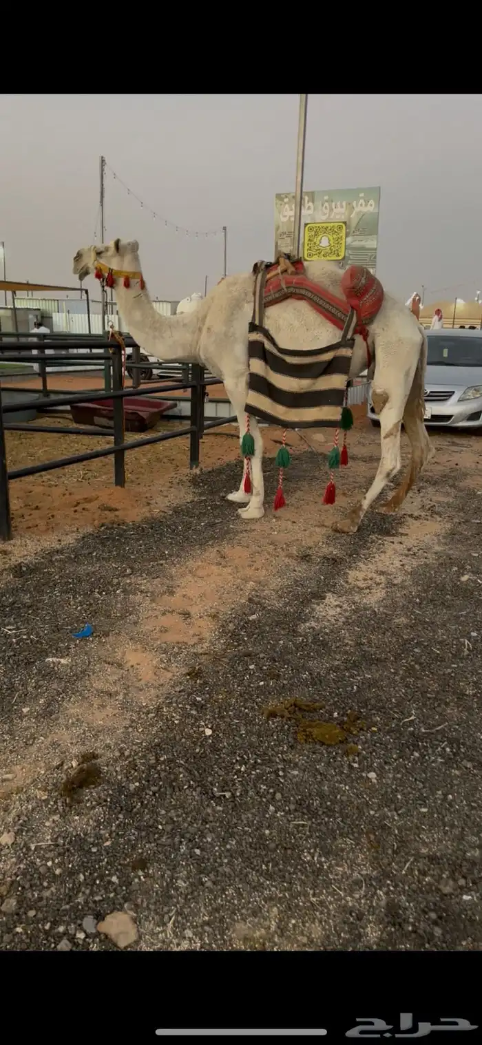 لبيع رحول وضحى وطوع مبيوع ولدها 0