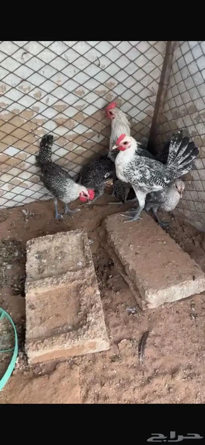 للبيع حمام زوج رقاصي معه فرخين كبار وزوج بلجيكي مع فرخ كبير 6