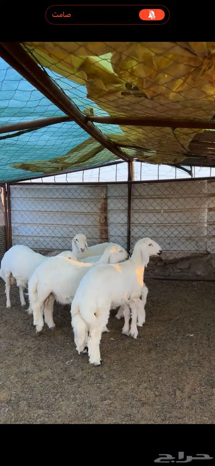 خرفان فاخره 1