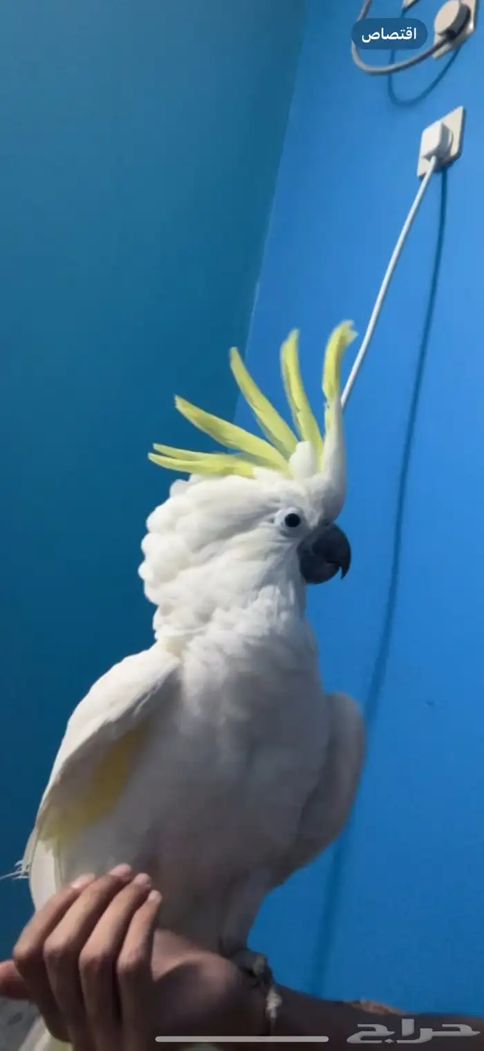 كوكاتو ترايتون 5