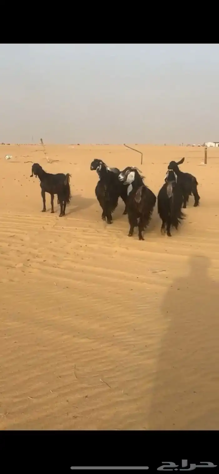 معزاء عوارض كفوو 1