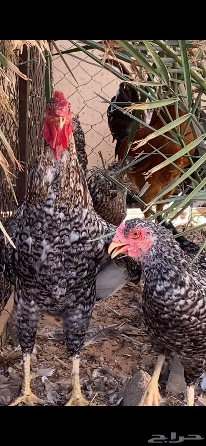 دجاج للبيع 6