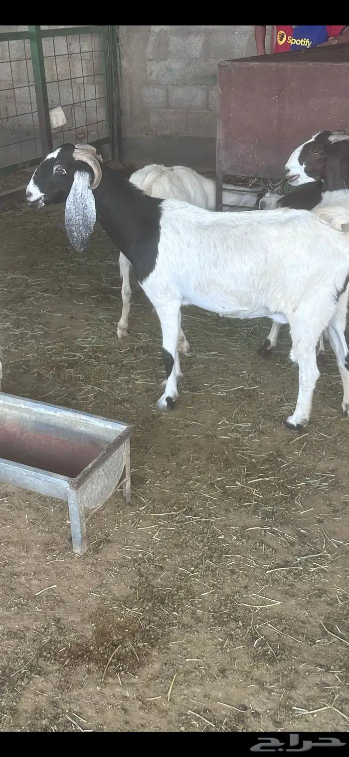 معزا مشاريك دفيع فحص سونار 4