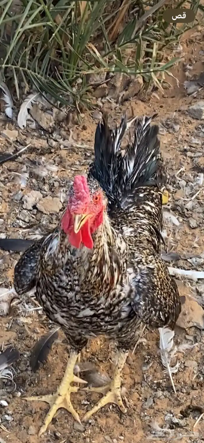 دجاج للبيع 0