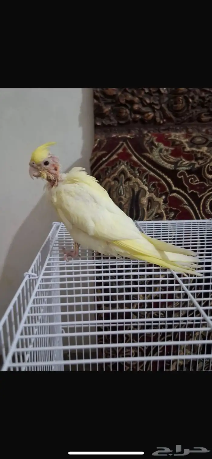 ببغاء كروان 1