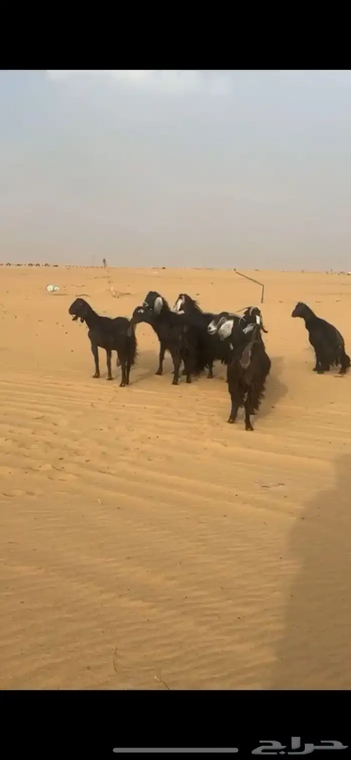 معزاء عوارض كفوو 2