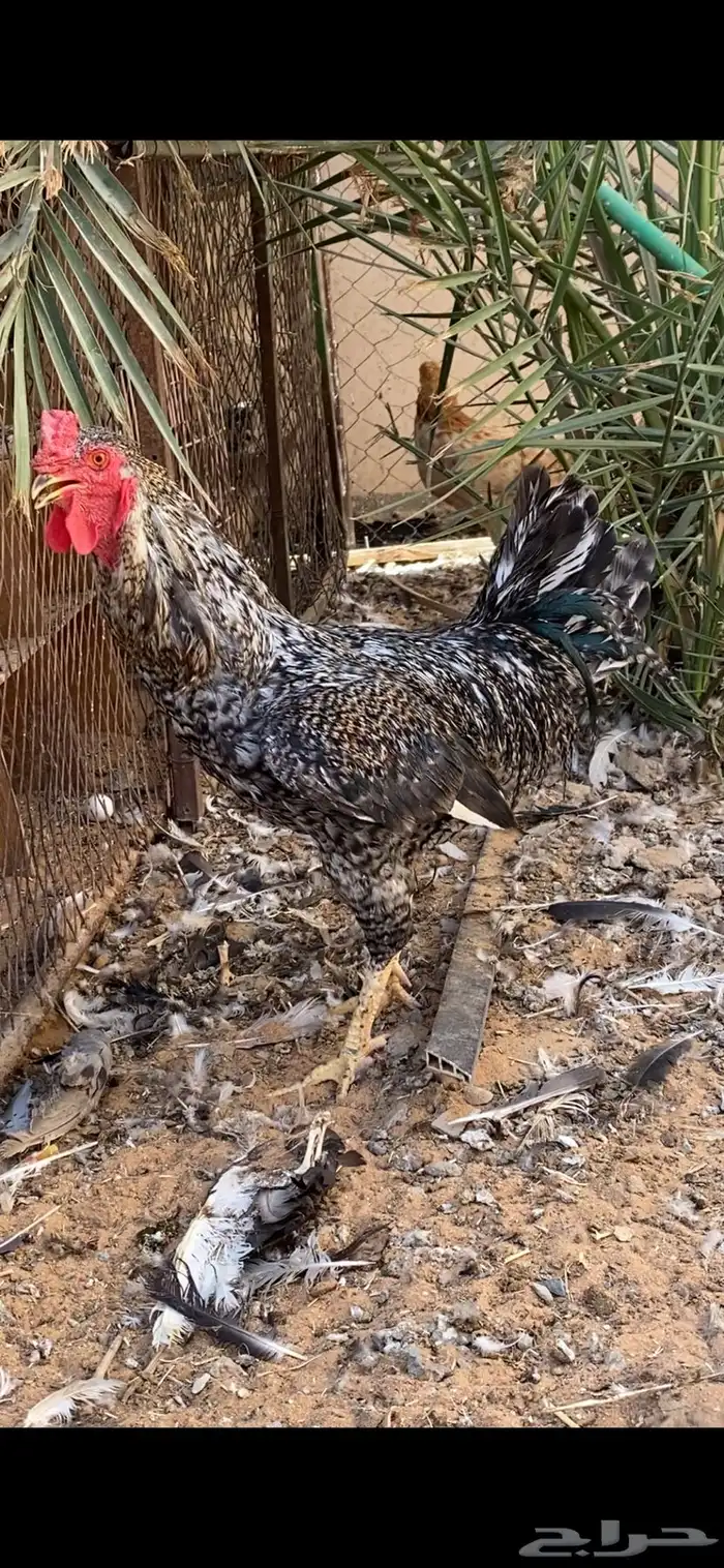 دجاج للبيع 2