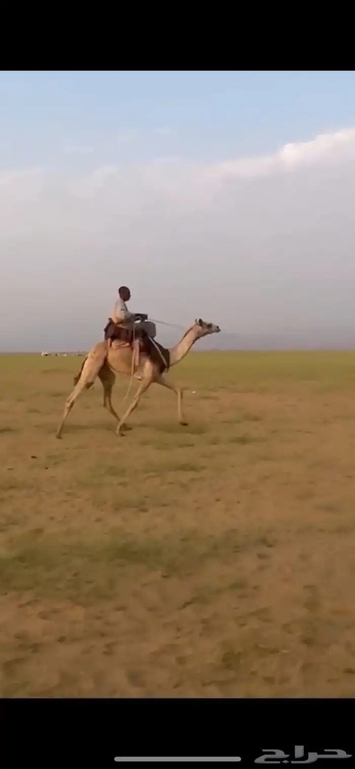 ماشالله تبارك الله قعود طايع السن جذع 0