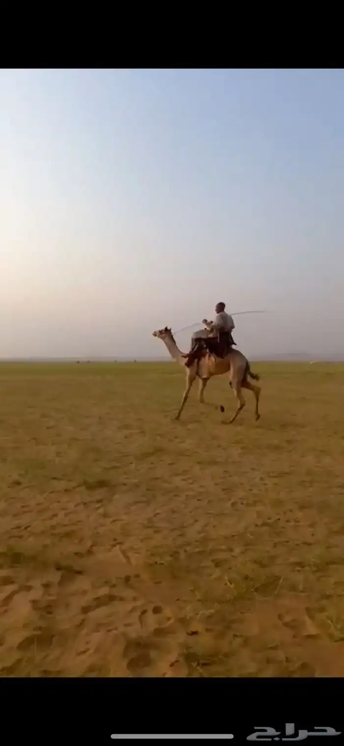 ماشالله تبارك الله قعود طايع السن جذع 1