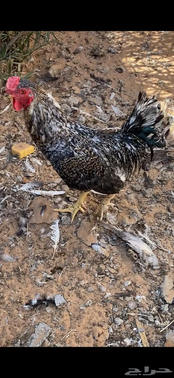 دجاج للبيع 4