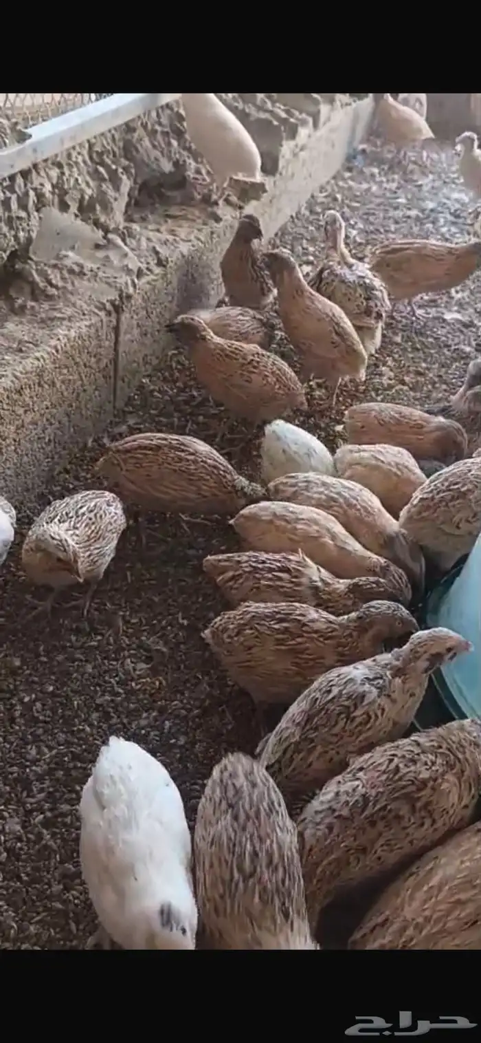 طيور سمان سوبر جامبو منتجه 1