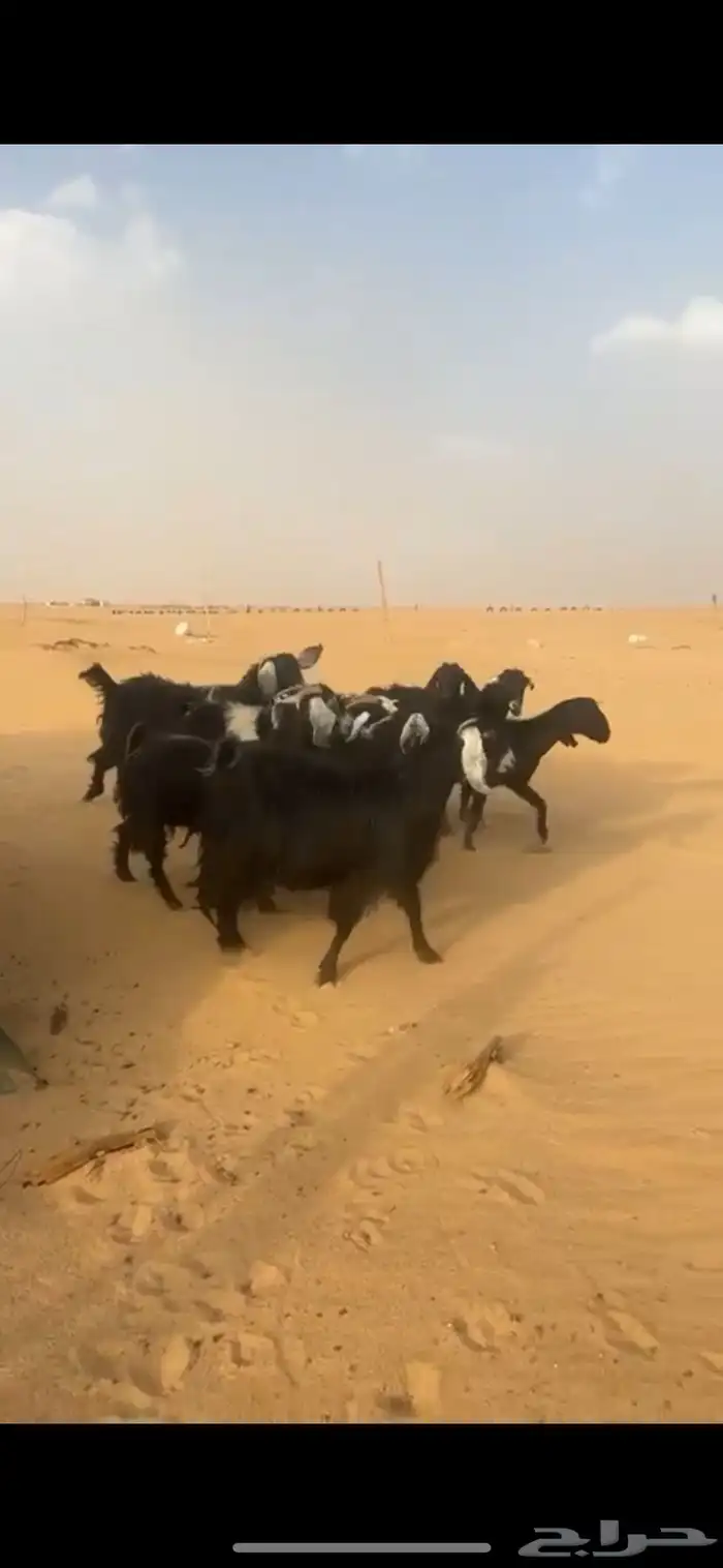 معزاء عوارض كفوو 3