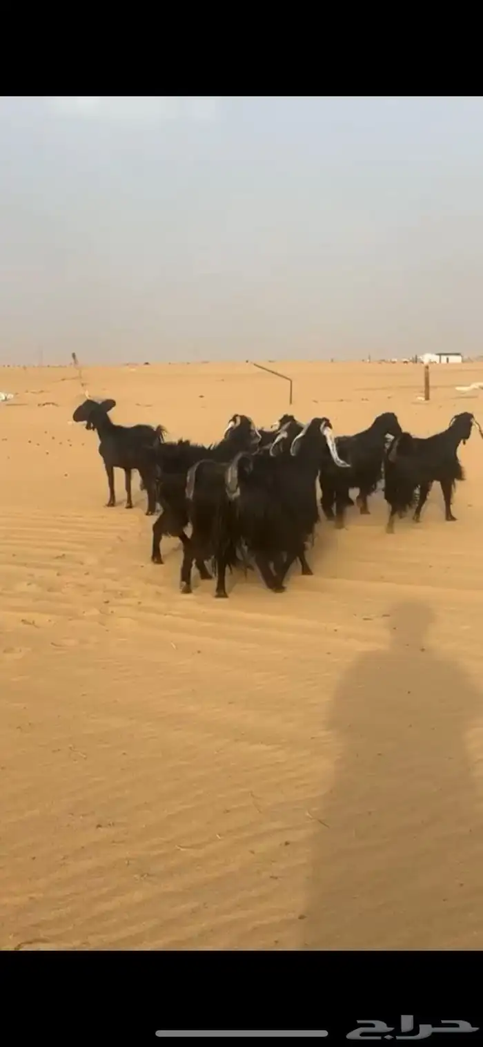 معزاء عوارض كفوو 0