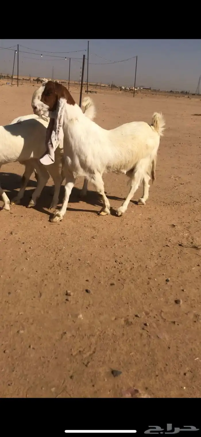للبيع معزا خصم مضاريع 0