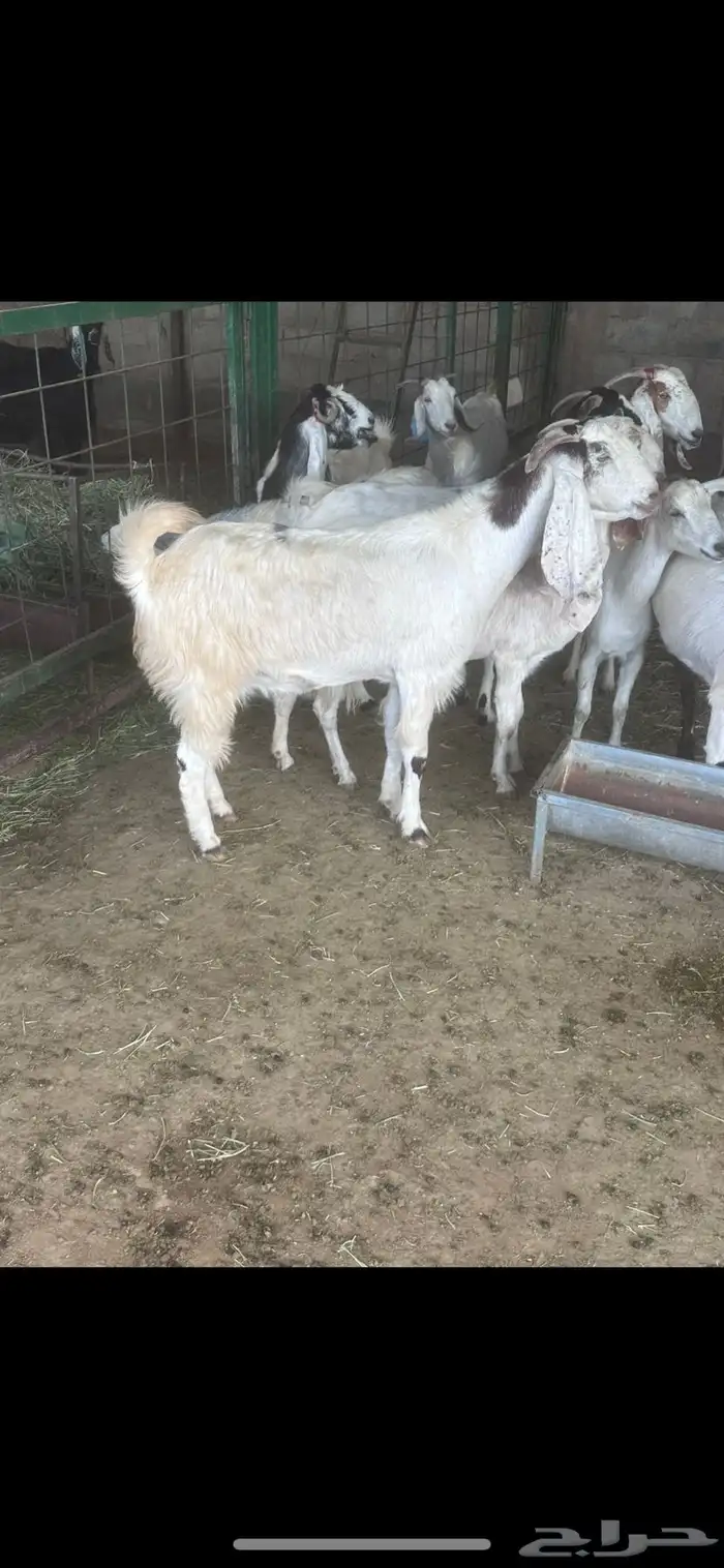 معزا مشاريك دفيع فحص سونار 0