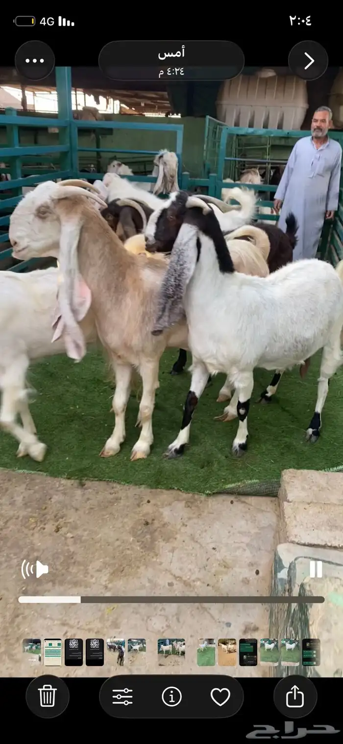 معزا مقاني جروم طيبه 0