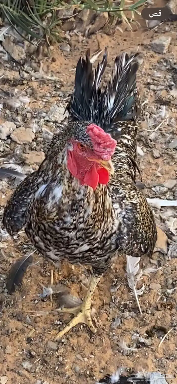 دجاج للبيع 3